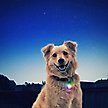 Show in main carousel: Nite Ize SpotLit LED Disc-O Select Dog Collar Light slide 5 of 7