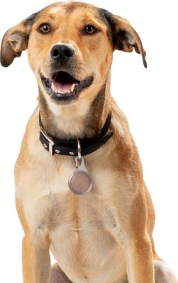 Show full view: Nite Ize WearAbout Dog Clippable Tracker Holder, Smoke Gray slide 5 of 10