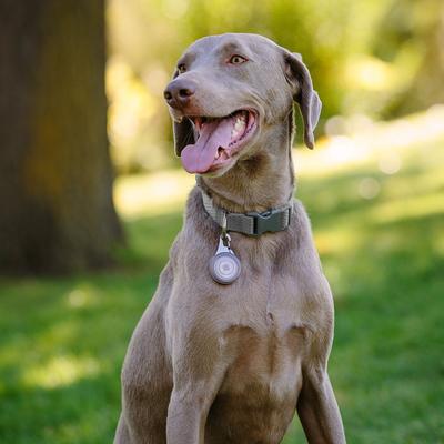 Show full view: Nite Ize WearAbout Dog Clippable Tracker Holder, Smoke Gray slide 7 of 10