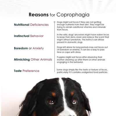 Show full view: Nixit Powder Coprophagia Supplement for Dogs, 10.5-oz jar slide 6 of 10