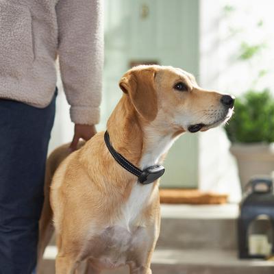 Show full view: No Shock Rechargeable Bark Collar, Grey slide 5 of 8