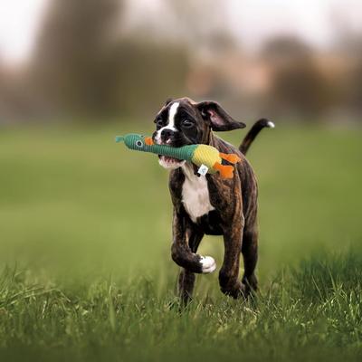 Show full view: Nocciola 2-in-1 Squeaky Duck Dog Toy slide 4 of 8