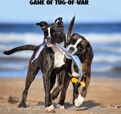 Show full view: Nocciola Ribbon Eel Snuffle Squeaky Stuffing-Free Dog Plush Toy, Blue slide 7 of 9