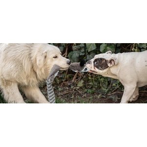 Nocciola Wildlife Series Squeaky Stuffing-Free Dog Plush Toy Variety Pack, 5 count