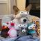 Show in main carousel: Nocciola Zoo Series with Strange Squeaky 5 Different Funny Sounds Dog Plush Toy, 5 count slide 2 of 8