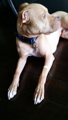 NoMo Nausea Bands Natural Nausea Relief Acupressure & Aromatherapy Dog Band slide 2 of 3