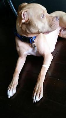 Show full view: NoMo Nausea Bands Natural Nausea Relief Acupressure & Aromatherapy Dog Band slide 3 of 4