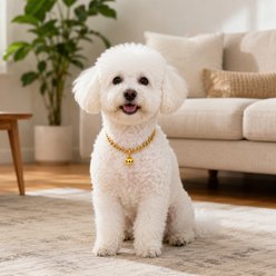 NonoPets Luxury Cuban Adjustable Link Chain Dog & Cat Collar with Bell, X-Small: 6.3 to 8.7-in neck, 1/2-in wide, Gold