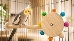 NonoPets Natural Wood Bird Perch Toy