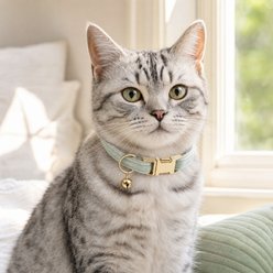NonoPets Premium Velvet Cat Collar with Gold Bell & Safety Buckle, Green, Small: 10-in neck, 1/2-in wide