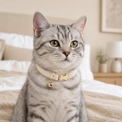 NonoPets Premium Velvet Cat Collar with Gold Bell & Safety Buckle, White, Large: 12-in neck, 1/2-in wide slide 1 of 9