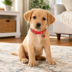 NonoPets Reflective Paw Print Cat Collar with Safety Breakaway Buckle & Bell, 12.6-in neck, 1/2-in wide, Yellow slide 2 of 8