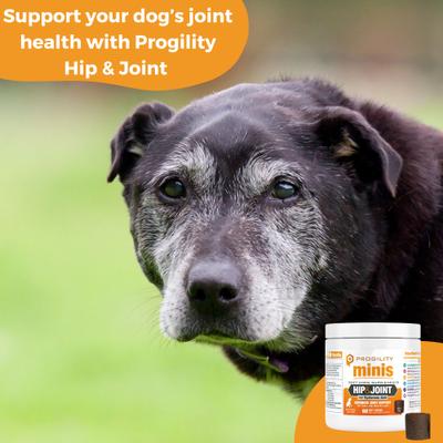 Show full view: Nootie Progility Minis Hip & Joint with Glucosamine & Chondroitin Soft Chew Supplement for Dogs, 60 count slide 3 of 6