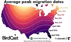 North States Hanging Tray Hummingbird Bird Feeder slide 2 of 2