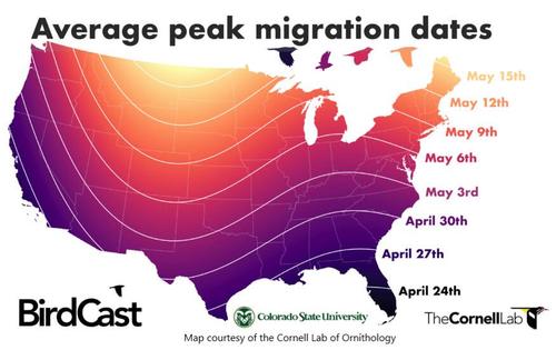 Show full view: North States Large Lantern Feeder, Black slide 7 of 8