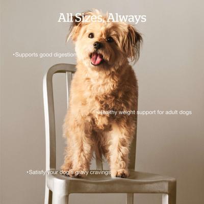 Show full view: Now Fresh Good Gravy Ancient Grains Adult Chicken Recipe Dry Dog Food, 3.5-lb bag slide 5 of 11