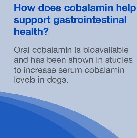 Show full view: Nutramax Cobalequin Chewable Tablets B12 Supplement for Medium to Large Dogs, 45 count slide 6 of 11