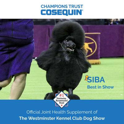 Show full view: Nutramax Cosequin Joint Health Supplement with Glucosamine & Chondroitin Chewable Tablets for Dogs, 250 count slide 8 of 13