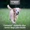Show in main carousel: Nutramax Cosequin Joint Health Supplement with Glucosamine, Chondroitin, MSM, Omega-3s & Beta-Glucan Soft Chews for Senior Dogs, 120 count slide 4 of 12