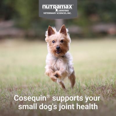 Show full view: Nutramax Cosequin Joint Health Supplement with Glucosamine, Chondroitin, MSM & Omega-3's Soft Chews for Dogs, 90 count slide 4 of 13