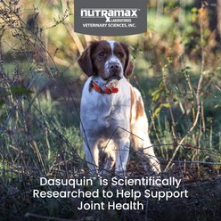Nutramax Dasuquin Hip & Joint Soft Chews Joint Supplement for Small & Medium Dogs, 84 count slide 2 of 9