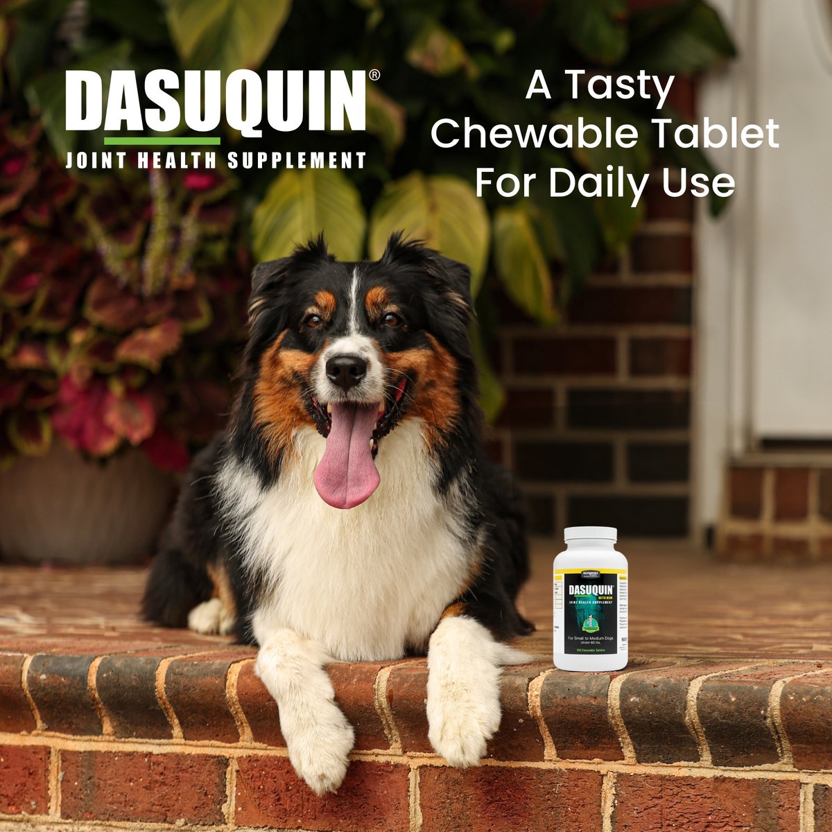 Nutramax Dasuquin Hip & Joint with MSM Chewable Tablets Joint Supplement for Small & Medium Dogs