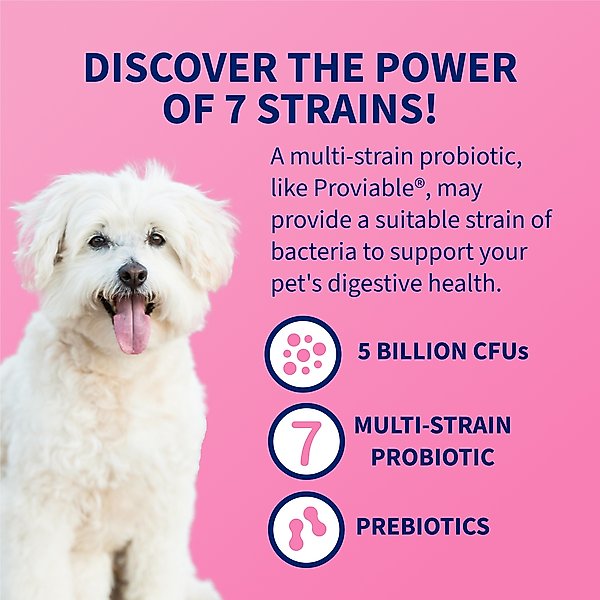 Nutramax Proviable Probiotics & Prebiotics Capsules Digestive Supplement for Cats & Dogs