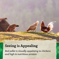 Nutrena Hi Pro Chicken 12% Protein Scratch Grains & Protein Pellets Chicken Food, 50-lb bag slide 2 of 7