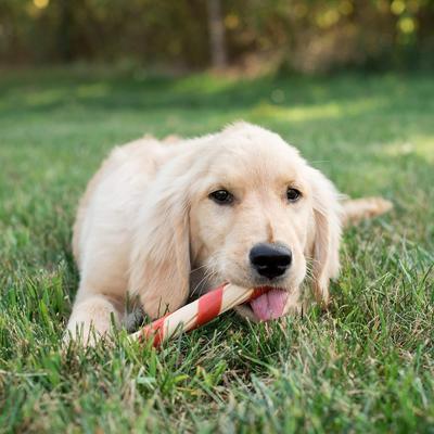 Show full view: Nutri Chomps 6-inch Chicken Wrapped Twist Chew Dog Treats, 21 count slide 9 of 10