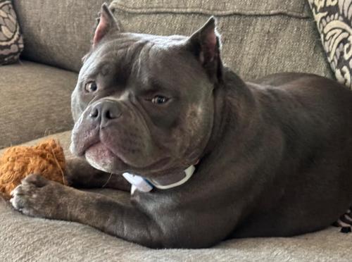 Show full view: Nutties Coconut Fiber Ball Dog Chew Toy, Large slide 5 of 8