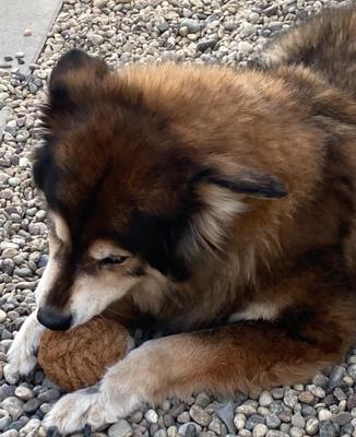 Show full view: Nutties Coconut Fiber Ball Dog Chew Toy, Small slide 7 of 8