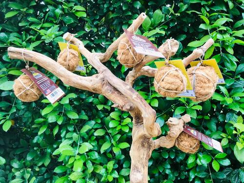 Show full view: Nutties Coconut Fiber Ball Dog Chew Toy, Small slide 3 of 8