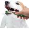 Show in main carousel: Nylabone Advanced Oral Care Natural Peanut Flavor Dog Dental Kit slide 10 of 12