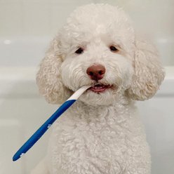 Nylabone Advanced Oral Care Original Flavor Dog Dental Kit slide 2 of 9