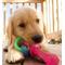 Show in main carousel: Nylabone Advanced Oral Care Puppy Dental Kit + Teething Pacifier Chew Toy slide 9 of 9