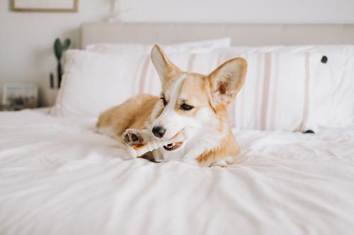 Show full view: Nylabone All-Natural Pop-In Dog Treat Refills Knuckle Bone Pop-In Refill Chicken Pop-In 30 Pack slide 5 of 12