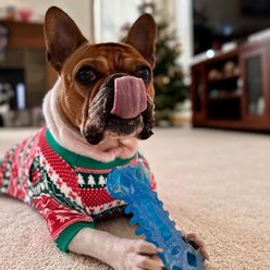 Nylabone Chill & Chew Freezer Chicken Flavored Dog Chew Toy, Medium slide 2 of 9