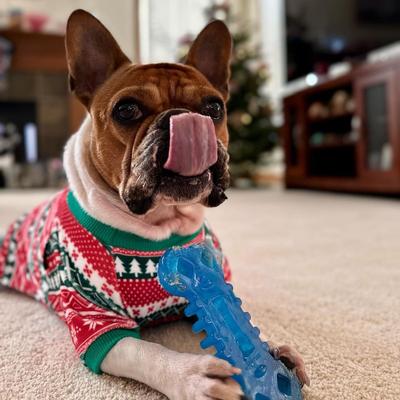 Show full view: Nylabone Chill & Chew Freezer Chicken Flavored Dog Chew Toy, Medium slide 3 of 14