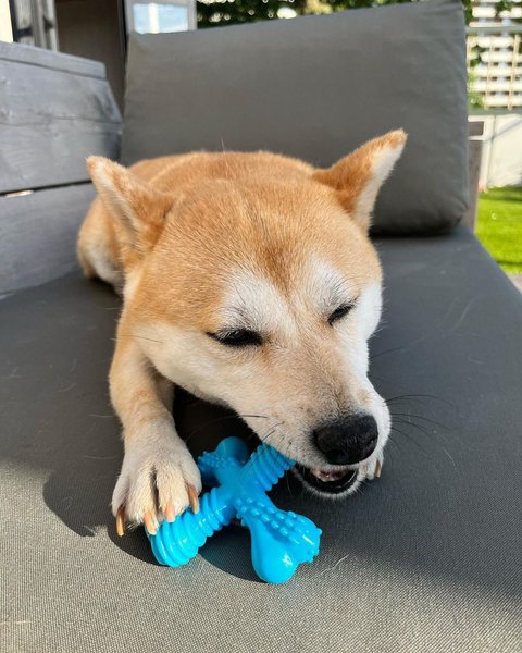 Show full view: Nylabone Dog Toy Power Chew Dog Toy for Aggressive Chewers, Small slide 2 of 12