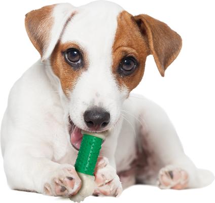 Show full view: Nylabone Double Action Power Chew Durable Dog Toy Bacon, Small slide 7 of 13