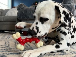 Nylabone Double Bone Power Chew Long-Lasting Dog Toy Bacon, Medium slide 2 of 9