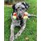 Show in main carousel: Nylabone Double Bone Power Chew Long-Lasting Dog Toy Bacon, X-Large slide 4 of 14