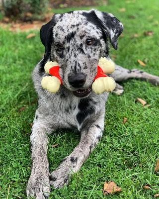 Show full view: Nylabone Double Bone Power Chew Long-Lasting Dog Toy Bacon, X-Large slide 4 of 14