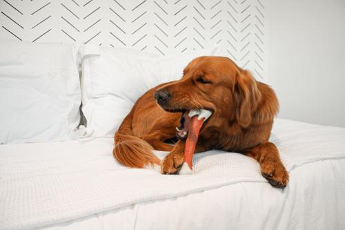 Show full view: Nylabone Femur Bone Rawhide Alternative Power Chew Durable Dog Toy, Beef, Large slide 2 of 13