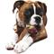 Show in main carousel: Nylabone Femur Bone Rawhide Alternative Power Chew Durable Dog Toy, Beef, Large slide 9 of 13