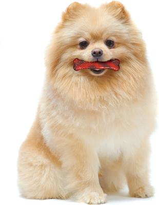 Show full view: Nylabone Flavor Frenzy Power Chew Dog Toy Beef Jerky, X-Small slide 3 of 12