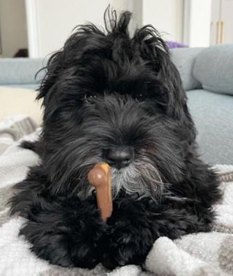 Show full view: Nylabone Flavor Frenzy Power Chew Triple Pack Chili Cheese Dog, Popcorn & Cherry, Small slide 4 of 14