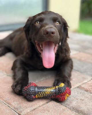 Show full view: Nylabone Flavor Frenzy Strong Chew Toy Dog Toy Bacon & Cheeseburger, Small  slide 2 of 13