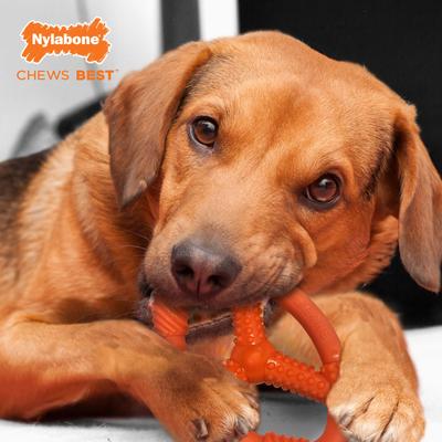 Show full view: Nylabone Flexi Oval Ring Dog Chew Toy, Orange, Medium/Wolf slide 3 of 10