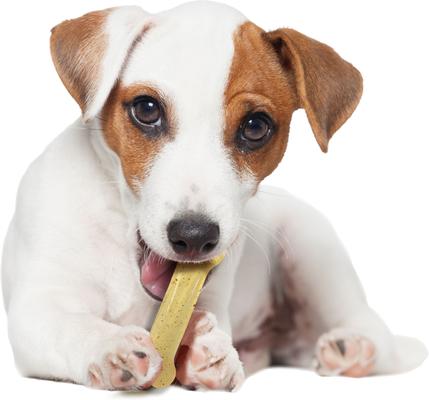 Show full view: Nylabone FlexiChew Chicken Flavored Dog Chew Toy, Small slide 8 of 14